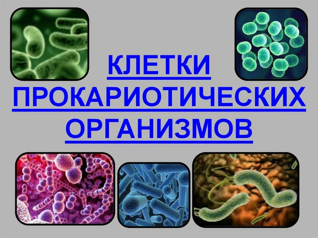 Клетка стенд. Бактерии древнейшие организмы на земле. Эукариоты ядерные. Укажите прокариотический организм. Классификация бактерий архебактерии.