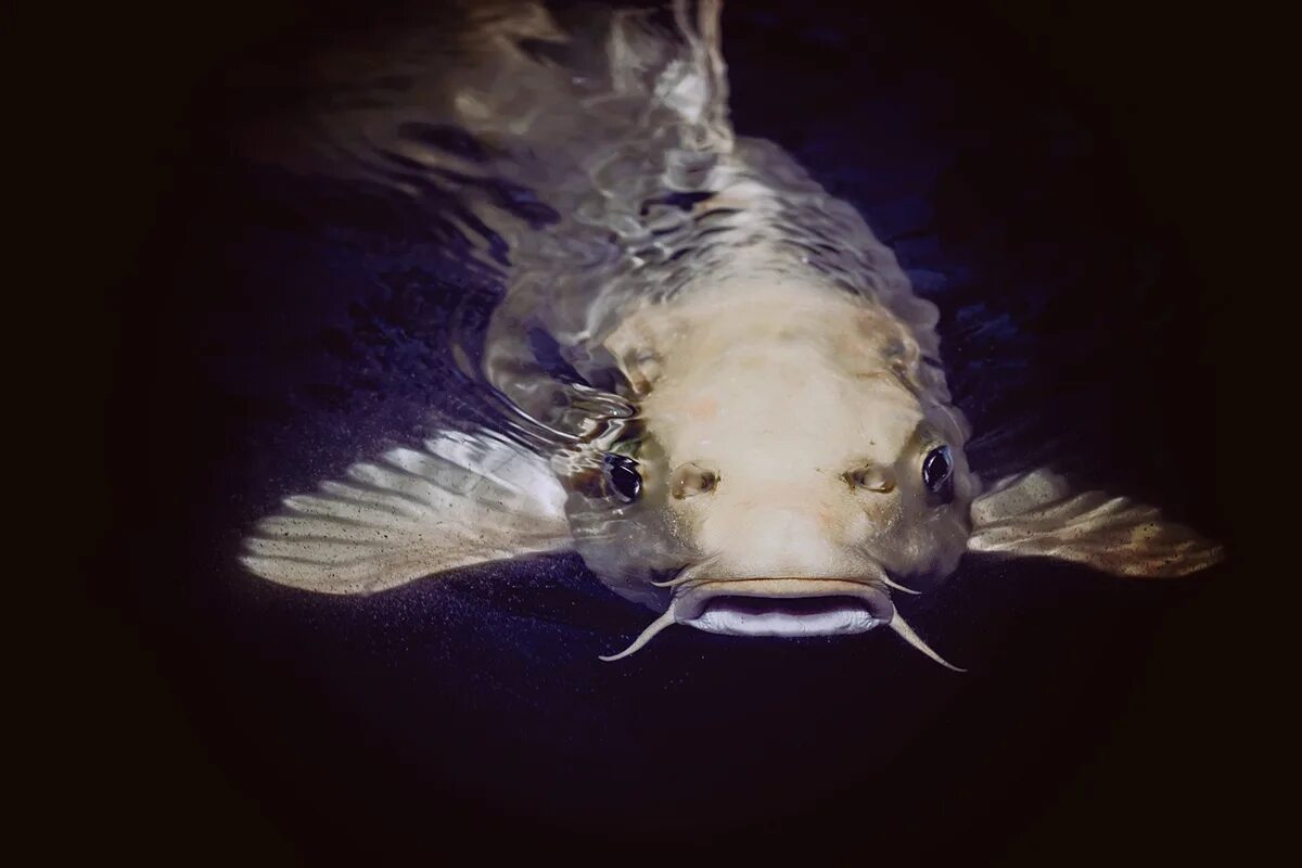 Может ли рыба съесть человека. Сом альбинос Речной. Мокрица-паразит Cymothoa exigua. Сом рыба.