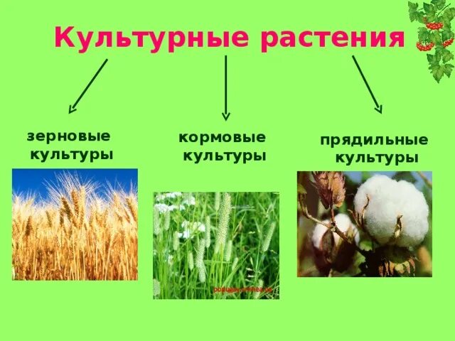 Зерновые культуры Полеводство, прядильные культуры. Кормовые зерновые прядильные растения. Культурные растения зерновые кормовые прядильные. Прядильные культурные растения 2. Люцерна лен кормовая свекла пшеница хлопчатник рожь