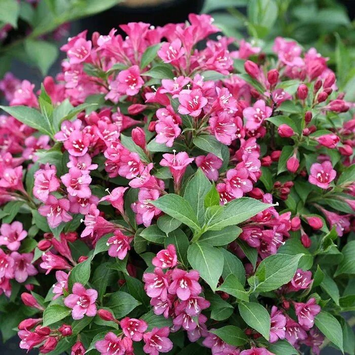 Minuet Weigela Flowering shrubs, Plants, Plants under trees