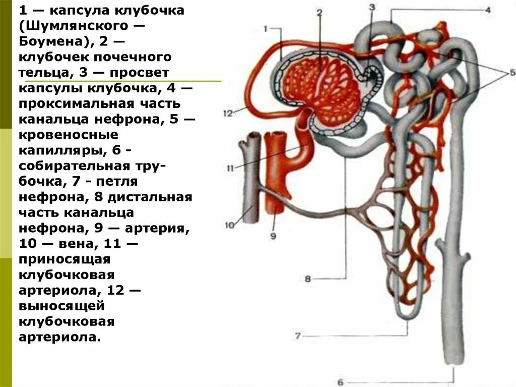 Нефрон капсула боумена. Капсула Боумена-Шумлянского капиллярный клубочек. 2) Капсула нефрона. Строение почки клубочки канальцы. Строение нефрона почечное тельце.