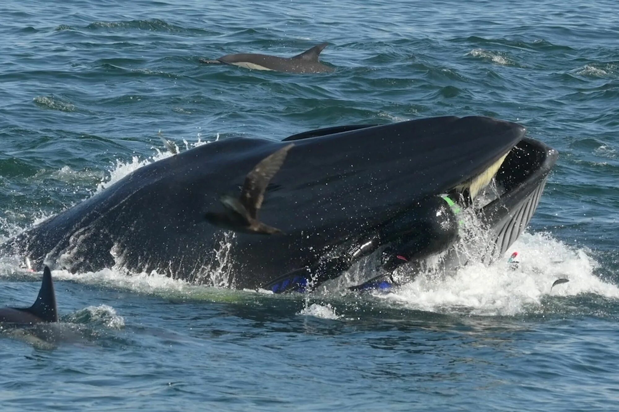 Нападение касаток. Нападение касаток на акул. Гигантский кит. Касатки нападают на китов.