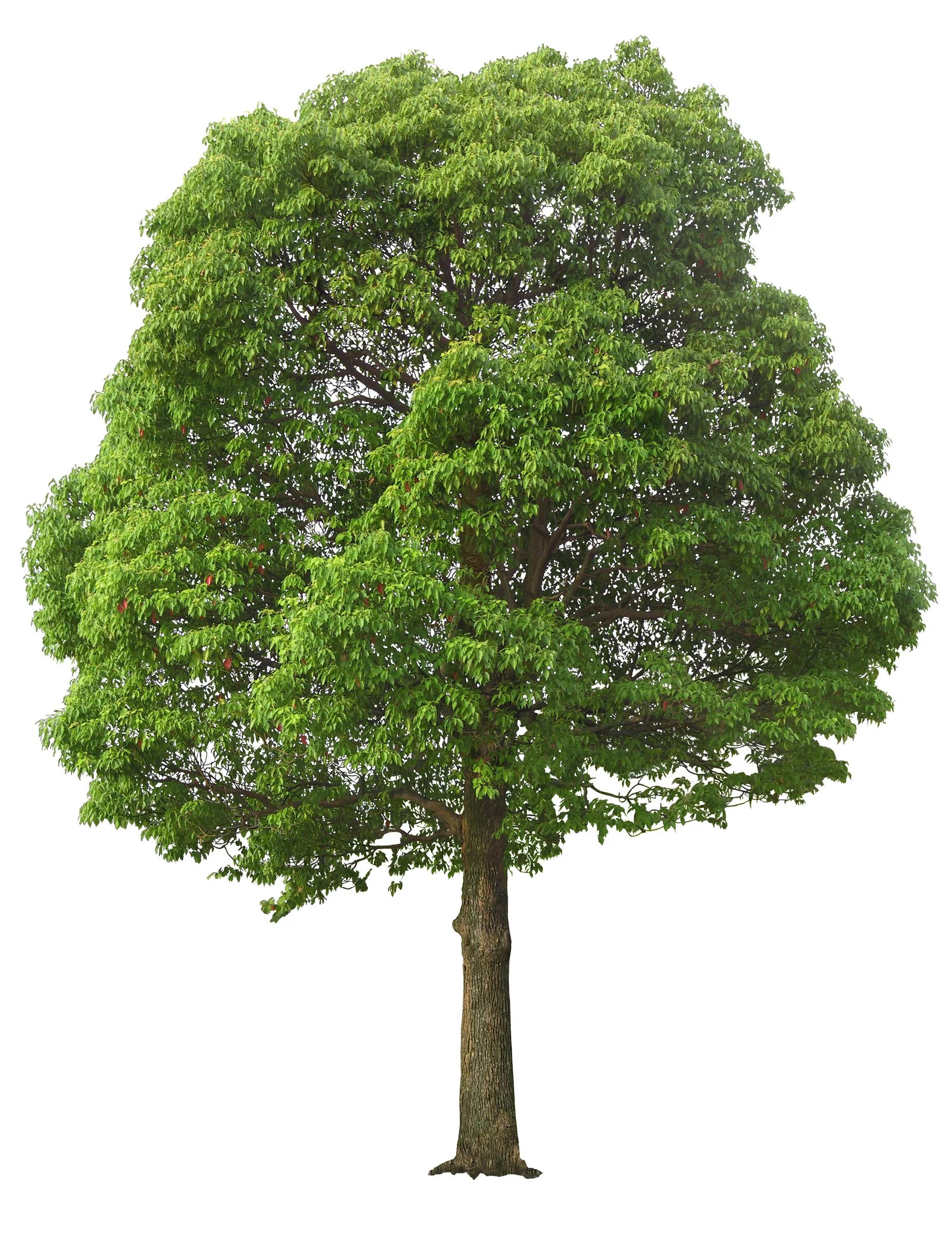 Tree картинка