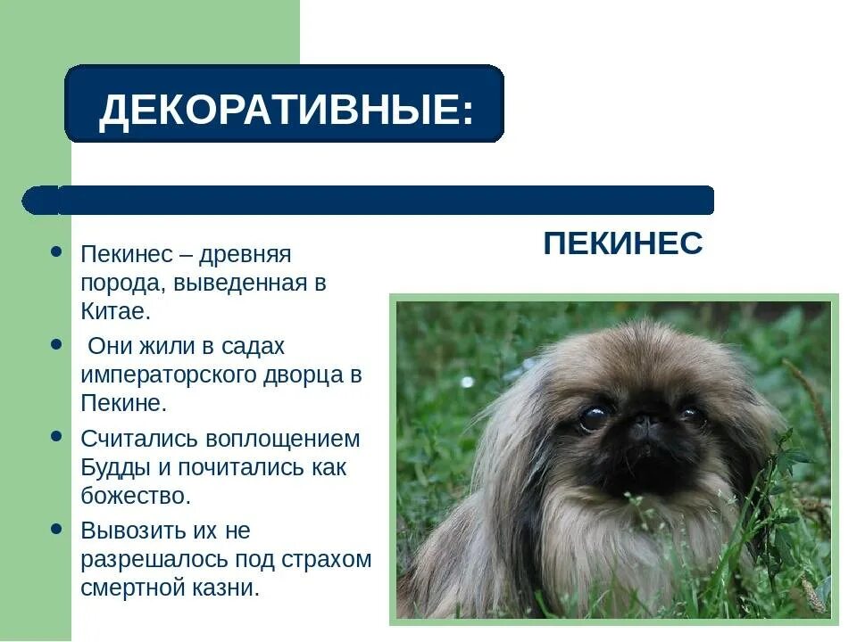 Пекинес собака характеристика породы. Пекинес породы собак характеристика. рассказ о породе пекинес 2. рассказ о породе пекинес 2 класс. пекинес параметры породы.