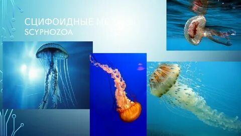 Представители класса сцифоидные
