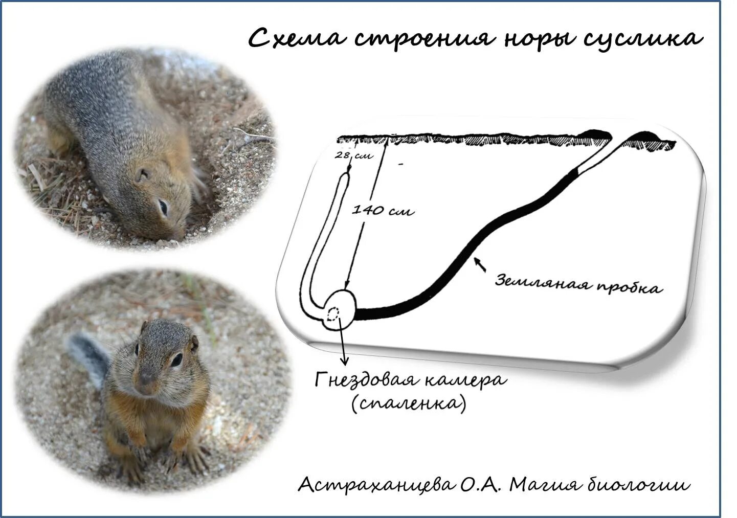 Суслик схема. Схема Норы суслика. Схема Норы сурка. Норка суслика в разрезе. Норы сусликов в разрезе.