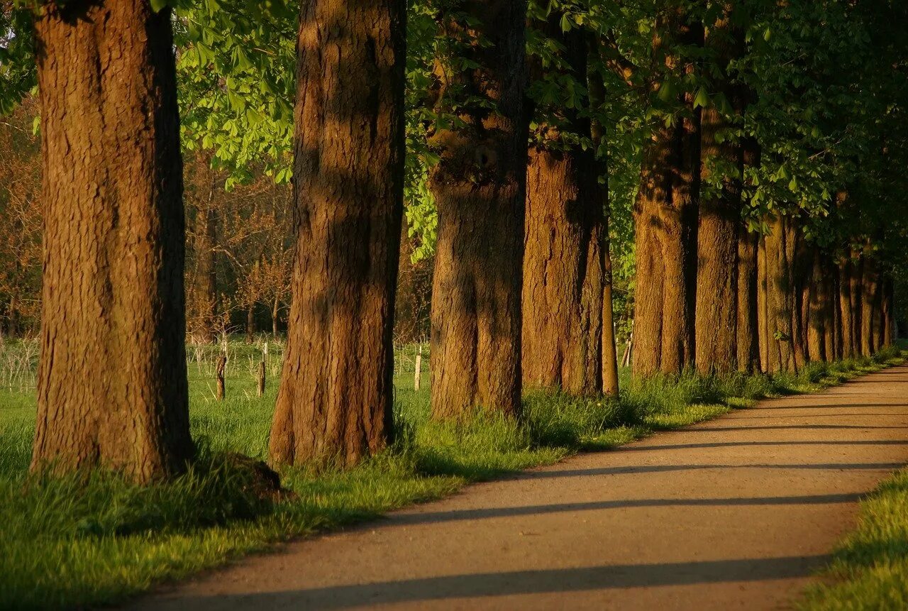 Стройный тенистый. Прогулка за городом в парке. Липовая аллея гатчина. Тенистый. Тенистая аллея.