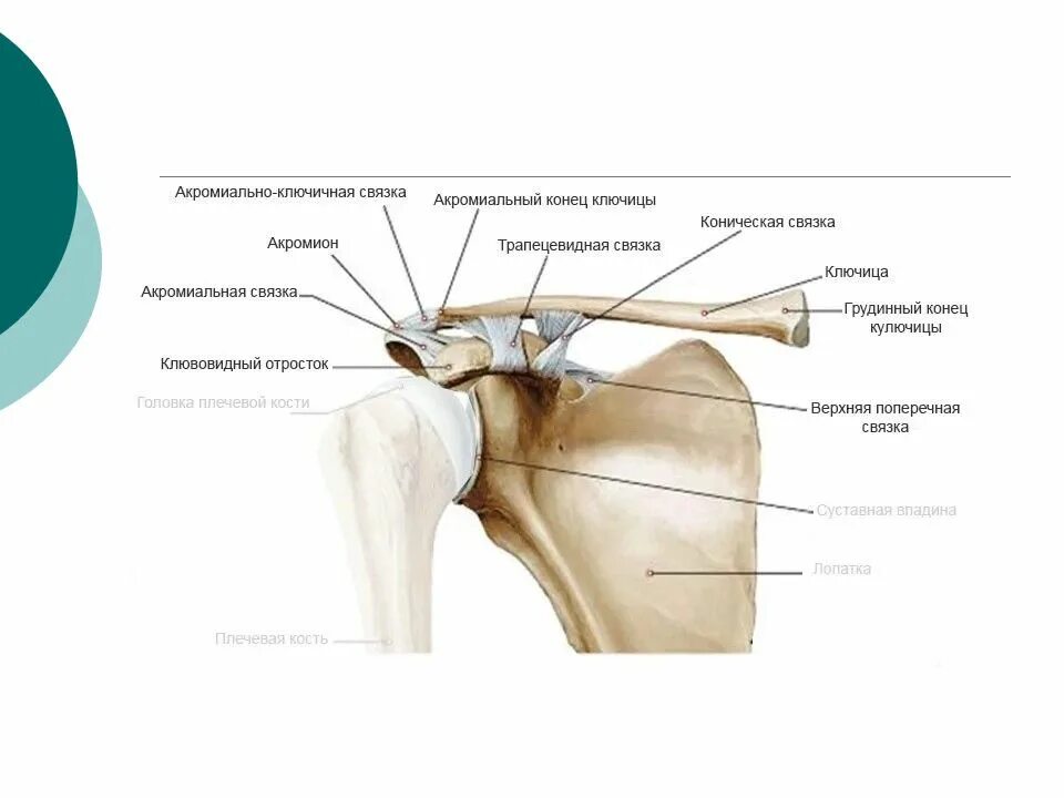 Что значит связки. Связки акромиально-ключичного сустава. Акромиально-ключичный сустав анатомия строение. Акромиальная суставная поверхность ключицы. Клювовидно акромиальная связка.