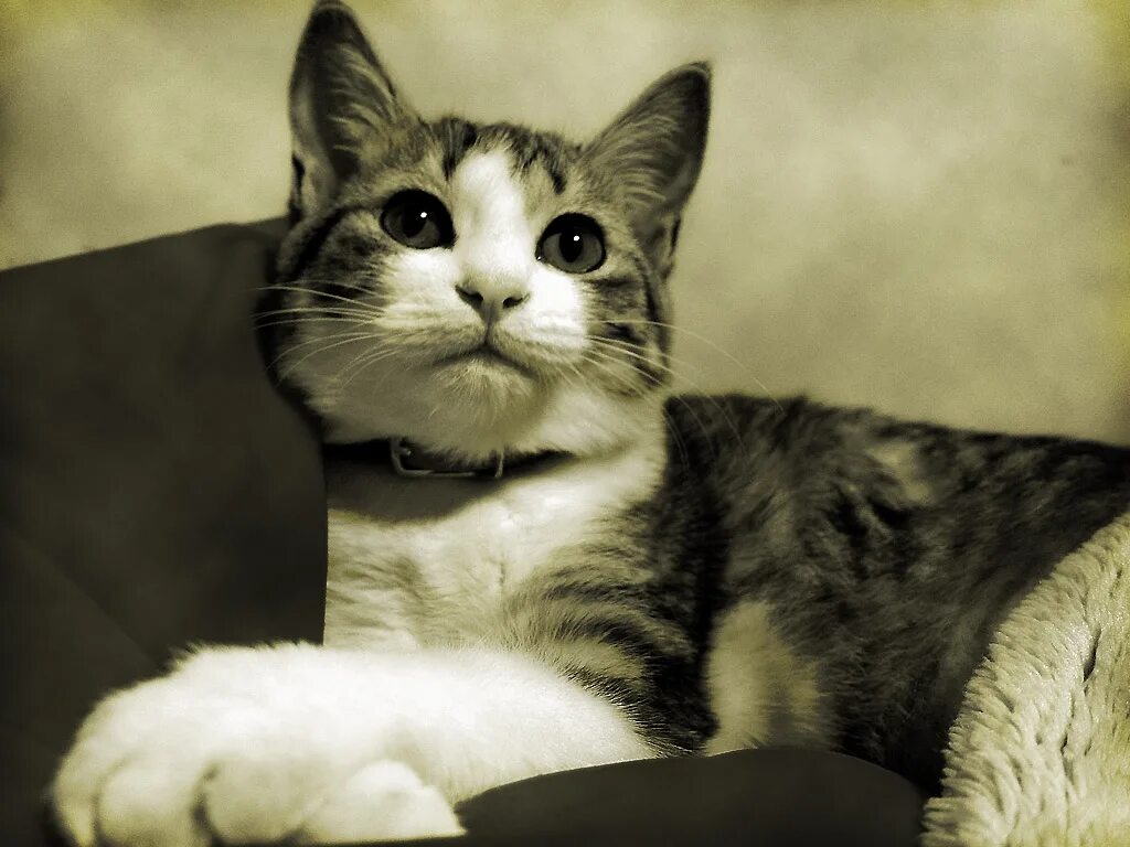 Cat url