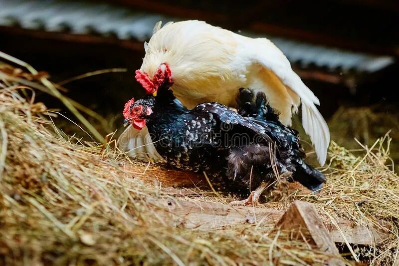 Размножение куриц. Спаривание курицы и петуха. Топтание курицы петухом.
