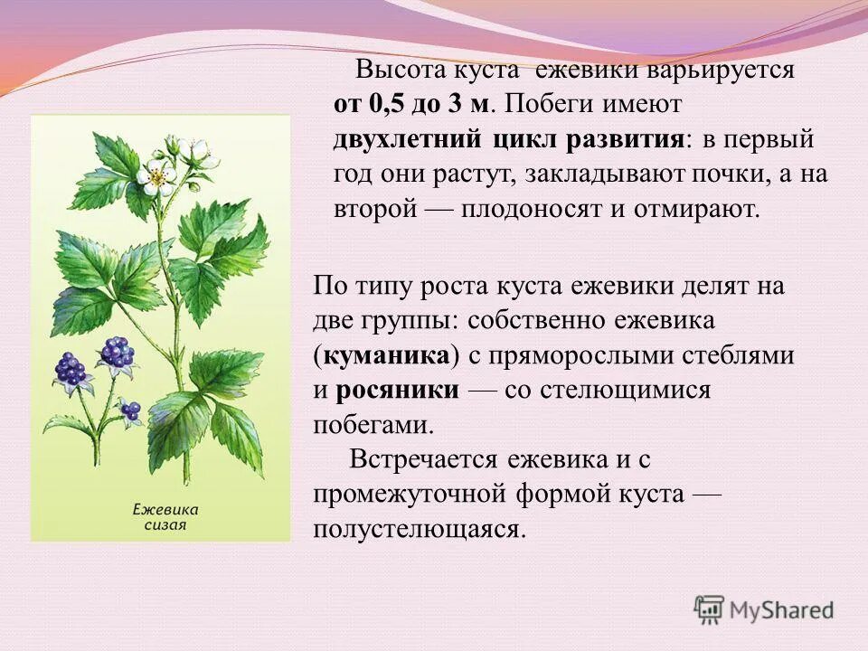 волжанка куст волжанки. многолетние деревянистые растения. высота кустарников. сирень сенсация куст. высота куста.