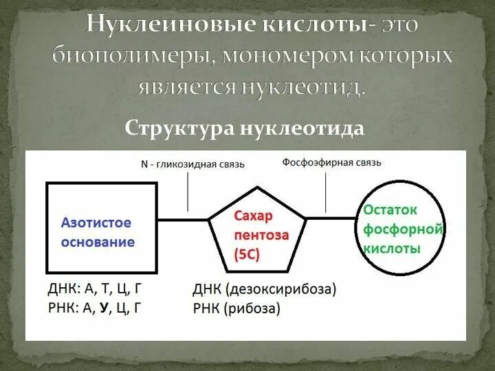 Биополимеры рнк. Структура нуклеиновых кислот формула. Состав нуклеиновых кислот формула. Строение мономера РНК. Структура мономеров нуклеиновых кислот.