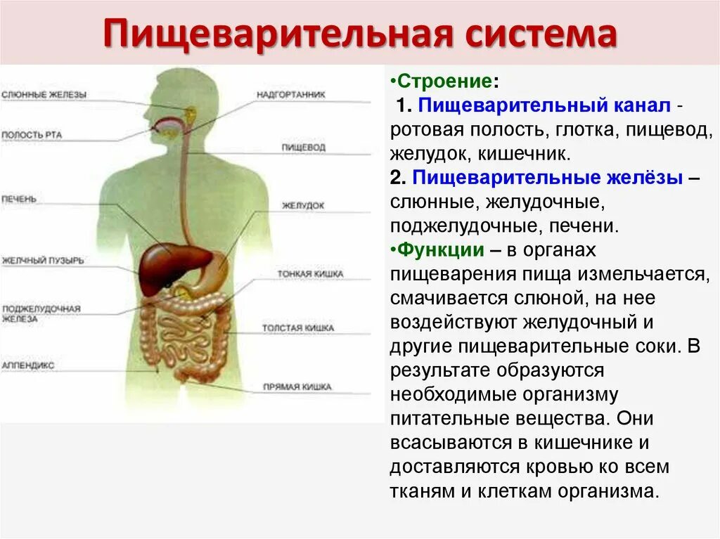 Основные отделы пищеварительной системы человека. Система органов пищеварения + пищеварительные железы. Функции пищеварительной системы анатомия. Пищеварительная система ее строение и функции. Формируется гастральная полость