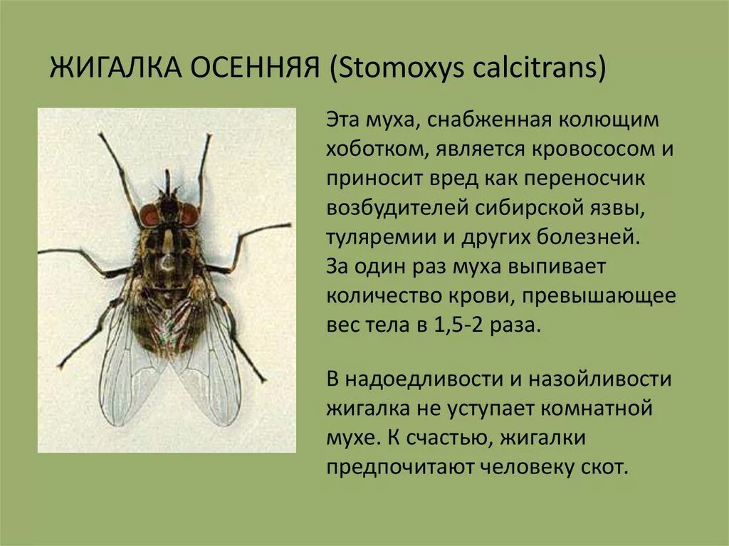 Сколько живет муха обыкновенная