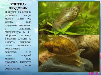 Малый прудовик обитает