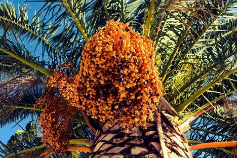 Растение финиковая пальма