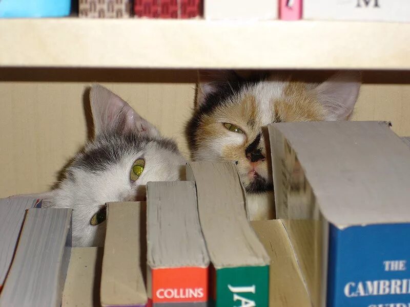 Где прячется кот. Кот прячется. кот спрятался. котенок прячется. кот смешно спрятался.