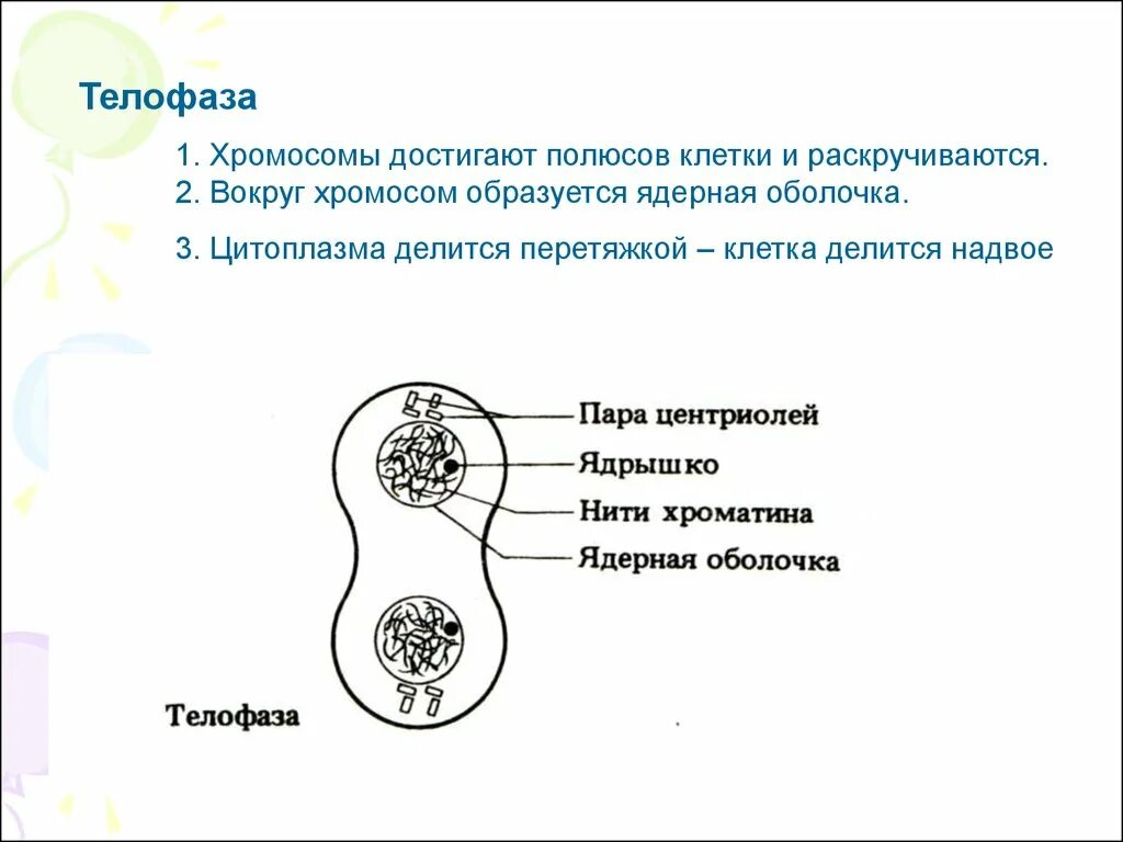 У какой клетки образуется клеточная перетяжка. Телофаза 1. Телофаза клетки. Телофаза в клетках растений. Телофаза деление цитоплазмы.