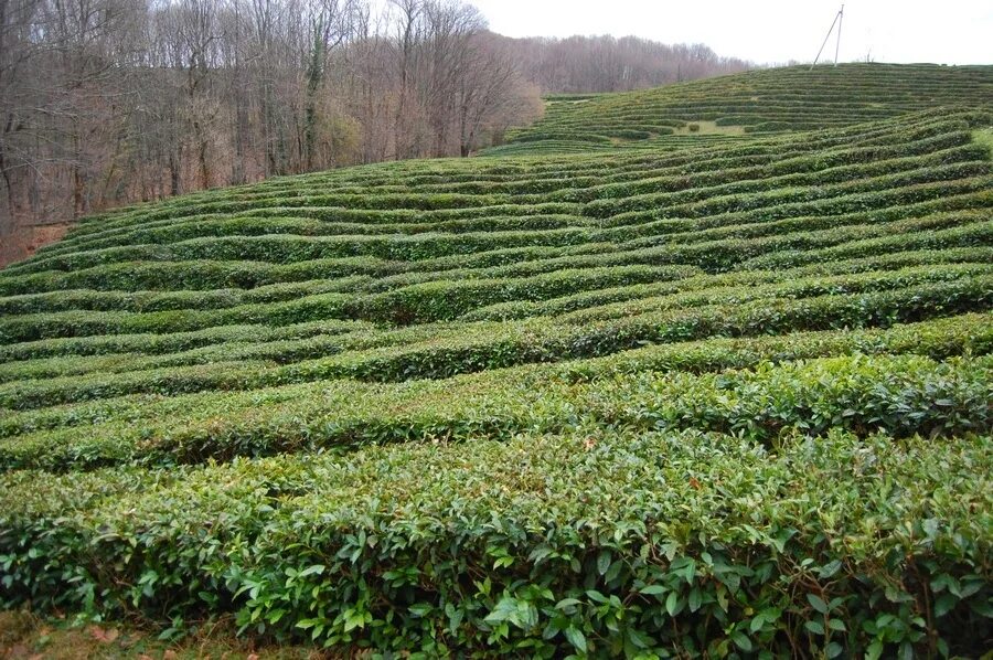 Что хорошо растет в россии. Мацестинская чайная плантация Сочи. Чайные плантации в Краснодарском крае. Краснодарский чай плантации. Чайные плантации Краснодарский чай.