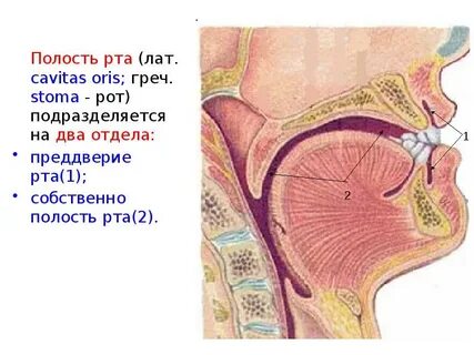 Собственная полость