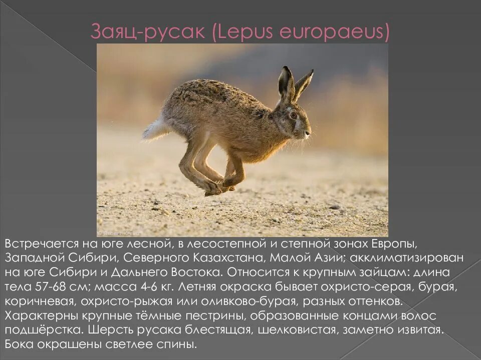 Как русак переносит неблагоприятное время. Заяц русак (lepus europaeus). заяц русак описание. заяц русак краткое описание.