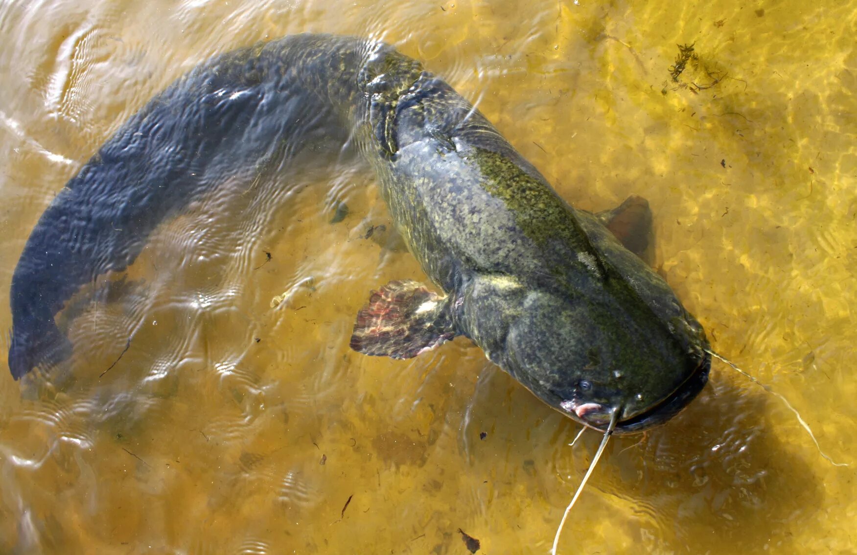 Рыбы не живут без воды. Silurus GLANIS рыба. Рыба Астраханской области сом. Рыба сомик Речной. Сомик Озерный.