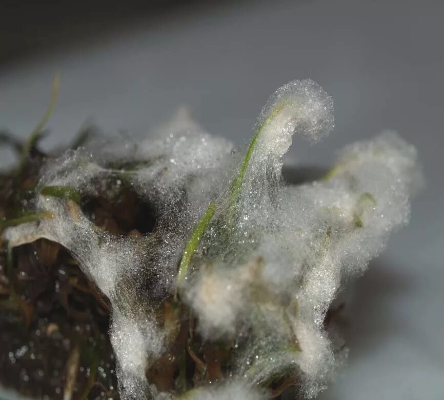 Плесень на семенах. Microdochium nivale. Fusarium nivale. Фузариозная Снежная плесень. Microdochium nivale мицелий.
