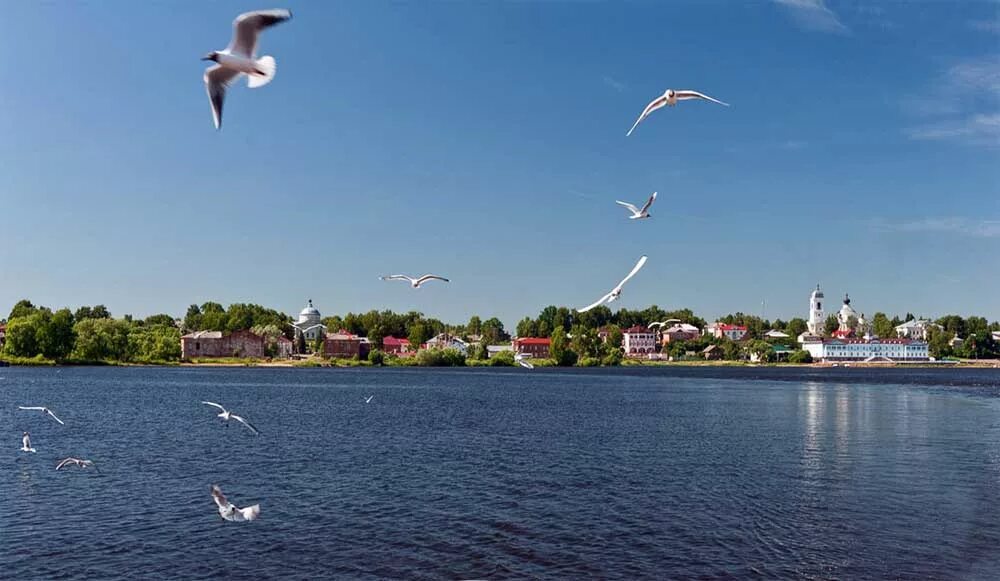 Чайка над Волгой. Чайки на Волге. Река Волга Чайки. Чайка над рекой. Сайт нижегородской чайки