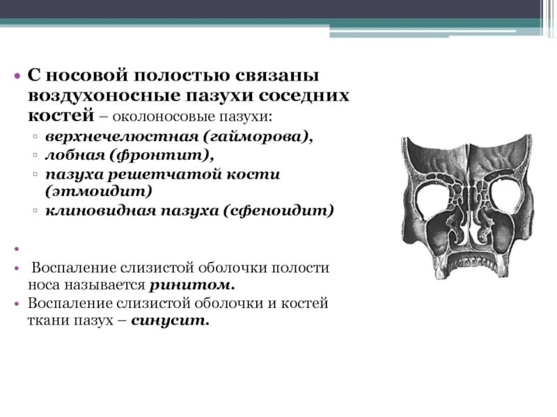 Полость носа строение и функции. Полость носа строение воздухоносные пазухи. воздухоносные пазухи сообщающиеся с полостью носа. функции пазухи воздухоносных костей черепа. воздухоносные кости черепа строение.