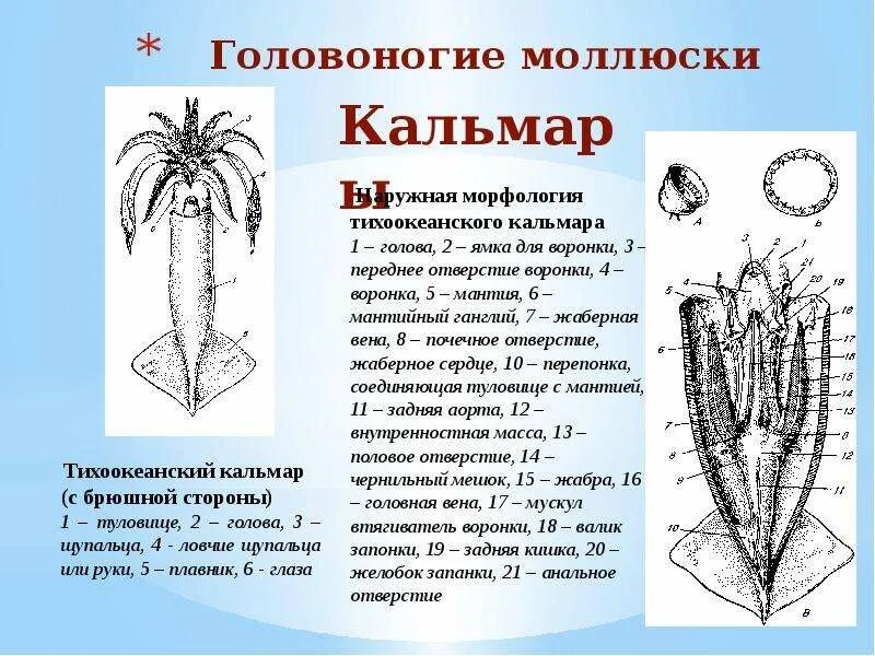 Сердце головоногих. Половая система головоногих. Кальмары мантия строение. Головоногие моллюски половая система. Мантия у головоногих.