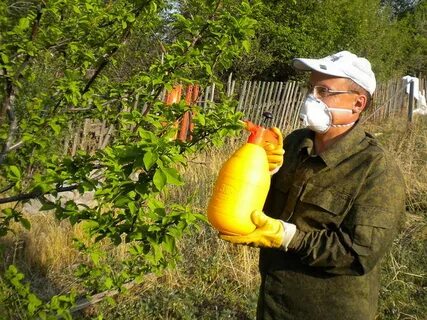 вредители дома их дерева (100) фото