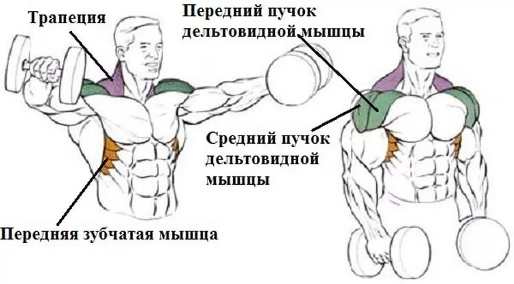 Упражнения на средний пучок. Упражнения для дельтовидной мышцы плеча. Упражнения на пучки дельтовидных мышц. Упражнения на средний пучок дельт плеч. Средние пучки дельтовидных мышц упражнения.