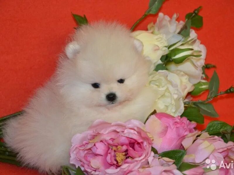 авито сургут животные