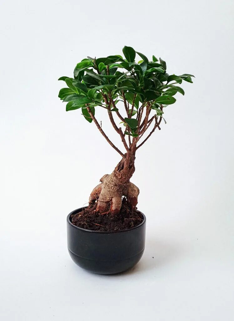 Фикус микрокарпа Гинсенг. Ficus Ginseng Bonsai. Фикус Гинсенг бонсай. Фикус Бенджамина микрокарпа.