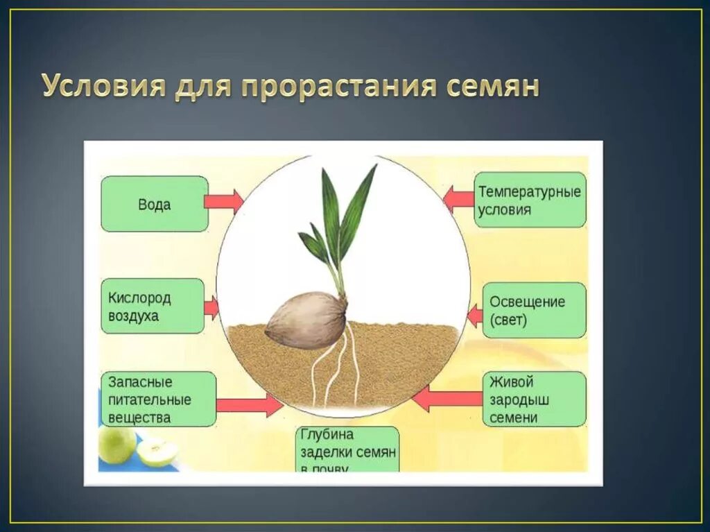 Условия прорастания семян. Условия прорастания семян фасоли. Факторы прорастания семян. Условия необходимые для прорастания семян. Условия для прорастания семян всех без исключения