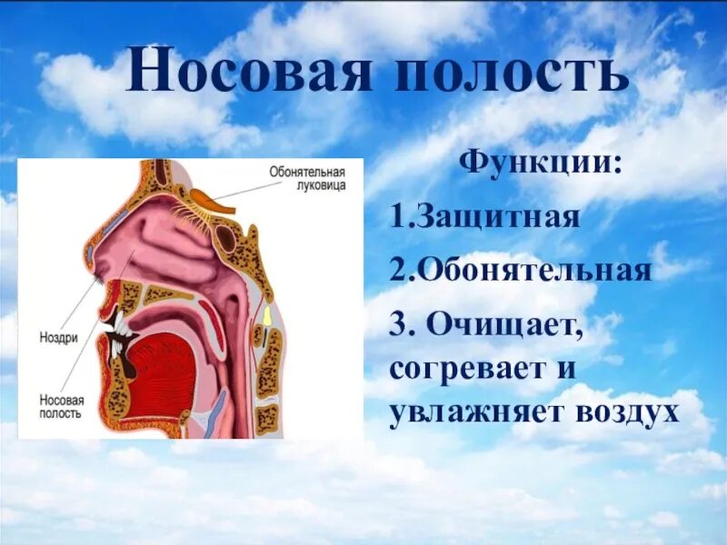 Дыхательная система носовая полость обонятель. В носовой полости воздух согревается. В носовой полости воздух очищается. Что согревает воздух в носовой полости. Воздух очищается согревается