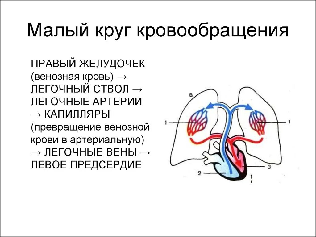 Конец большого круга. Логическая схема сосуды малого круга кровообращения. Артерии малого круга кровообращения схема. Малый легочный круг кровообращения схема. Путь малого круга кровообращения схема.