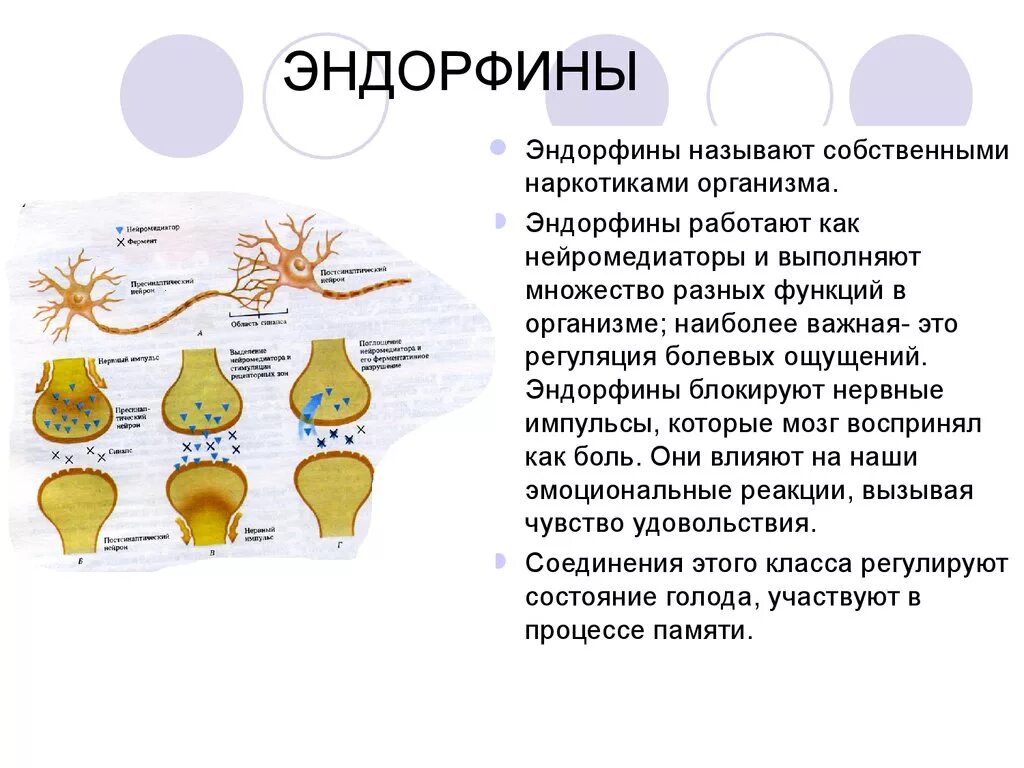 Мозг вырабатывает эндорфины. Эндорфин гормон вырабатывается. нейромедиатор эндорфин функции. эндорфин гормон счастья. эндорфины это гормоны.