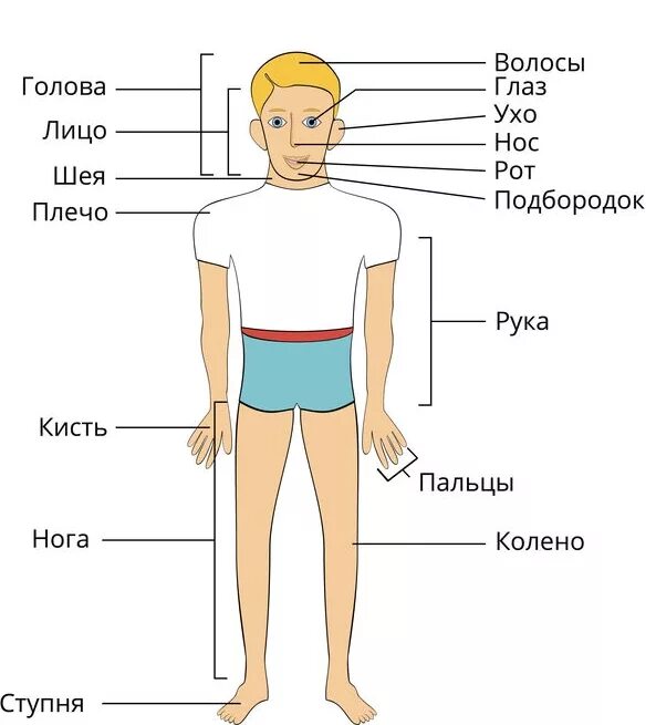 Внешнее строение человека фото К внешнему строению человека относятся органы которые: найдено 77 картинок
