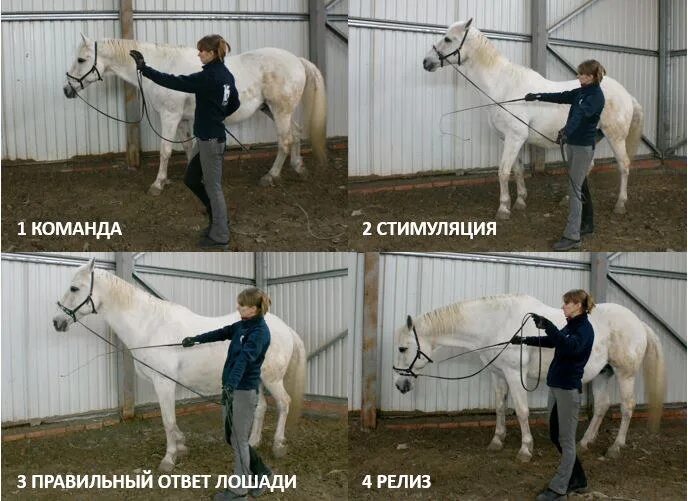 Учить коня. Команды для лошадей. как научить лошадь ложиться. как научить лошадь ложиться по команде. как учат лошадей.