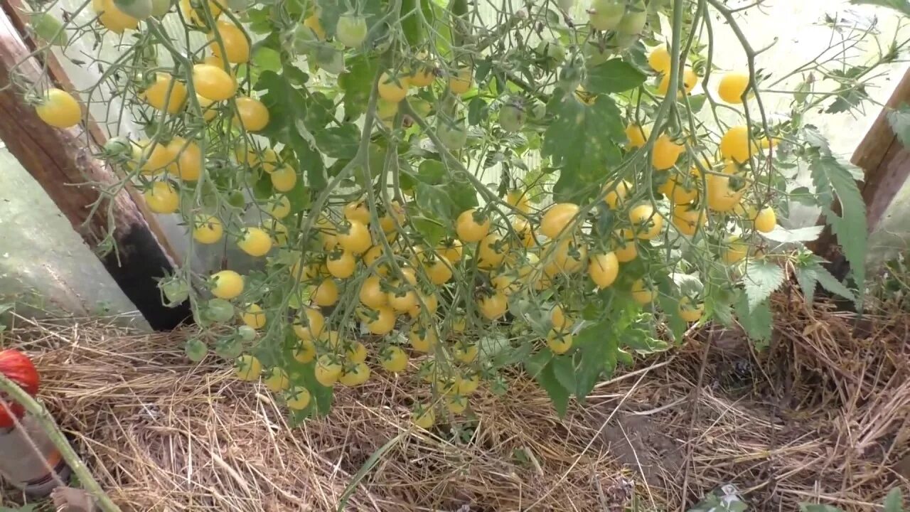 Сумасшедшая вишня сорт томата