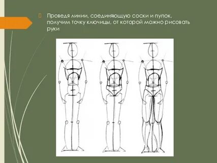Пропорции и строение фигуры