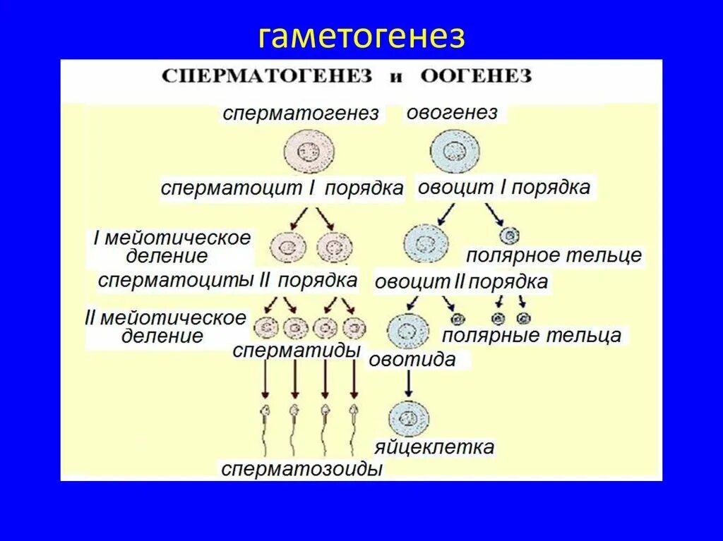 Таблица период Тип деления клеток сперматогенез овогенез. Таблица гаметогенез сперматогенез овогенез. Образование половых клеток (гаметогенез).биология 10 класс. Размножение сперматогенез и овогенез. Тест мейоз гаметогенез