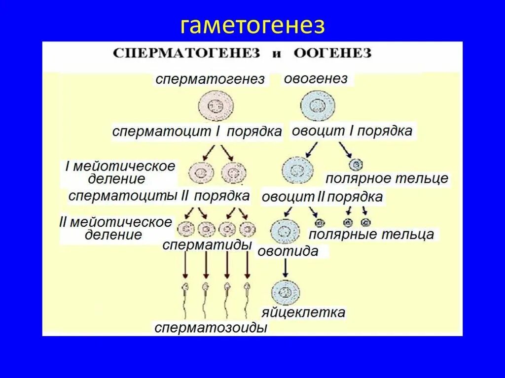 Овогенезом называется