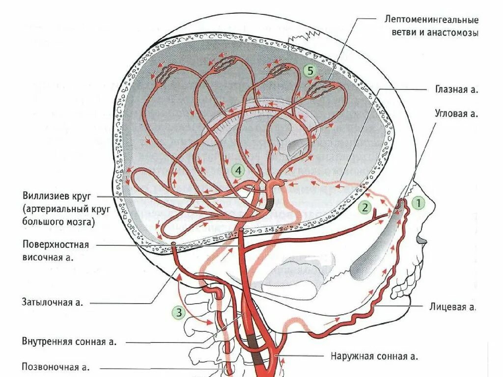 Кровообращение мозга. Виллизиев круг.. Кровеносные сосуды головного мозга анатомия. Кровоснабжение головного мозга схема вены. Кровоснабжение сосудов головного мозга схема.