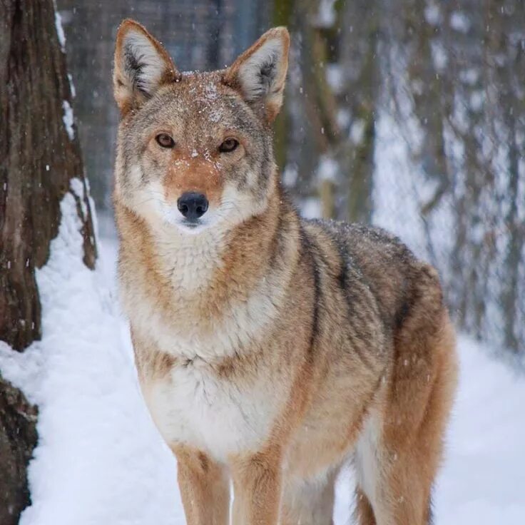 Ред вольф. Флоридский рыжий волк. Волк Канис. Красный волк (canis Rufus). Тянь-Шанский красный волк.