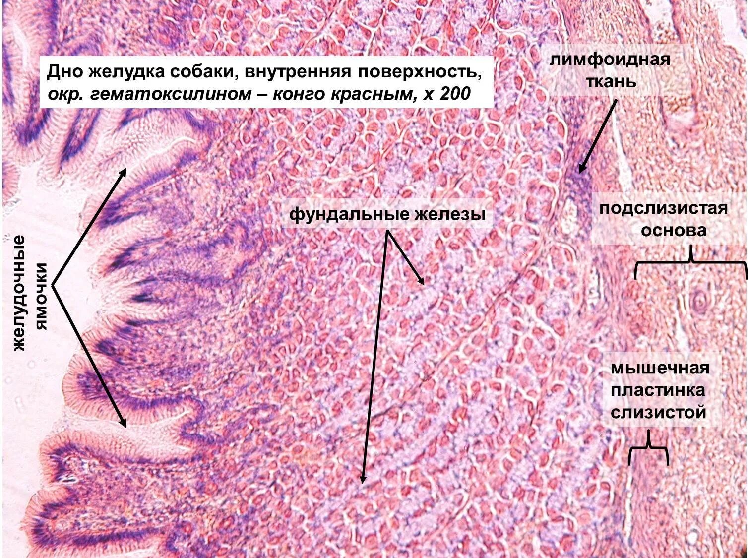 Строение желез желудка. Гистология фундального отдела желудка. Фундальный отдел желудка гистология препарат. Строение фундальной железы гистология. Строение желудка гистология.
