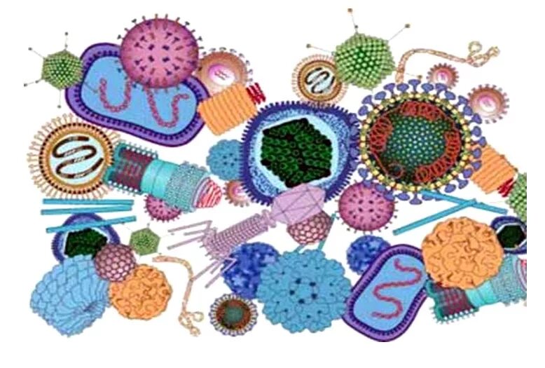 Вирусы различных заболеваний. Многообразие вирусов. Разные вирусы. Разнообразие вирусов и бактерий. Формы вирусов.