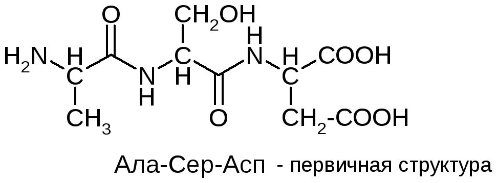 Сер лей ала. Первичная структура белка. Белки структурная формула. Первичная структура белка формула. Первичная структура.