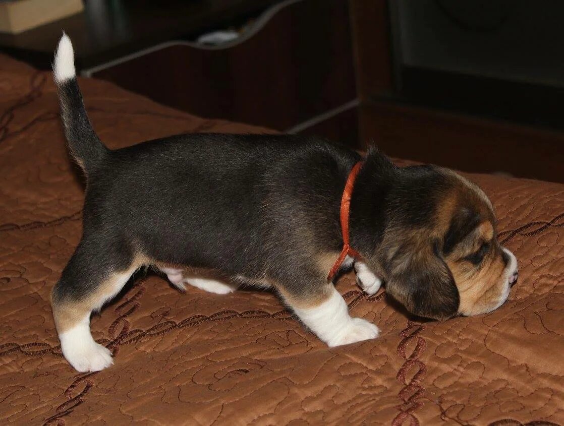 Бигль щенок 1 месяц. Бигль щенок месяц. Щенки бигля биколор. Щенки 1,5 бигль. Щенок бигля 2 месяца.